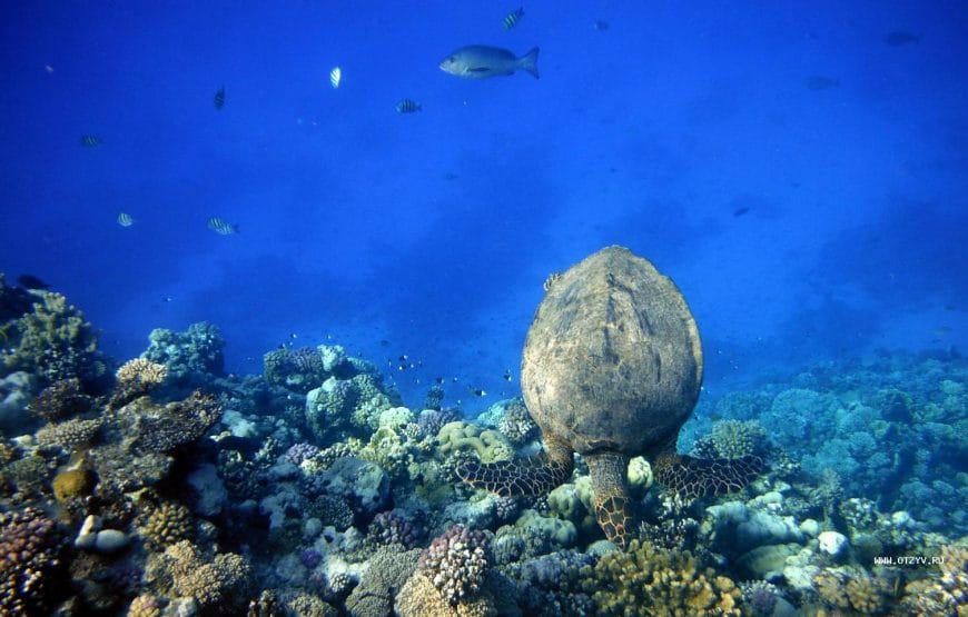 TORTUES!!! *Abu Dabbab*