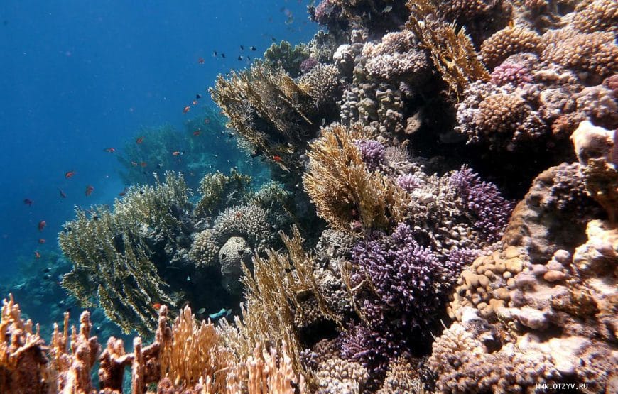 TORTUES!!! *Abu Dabbab*