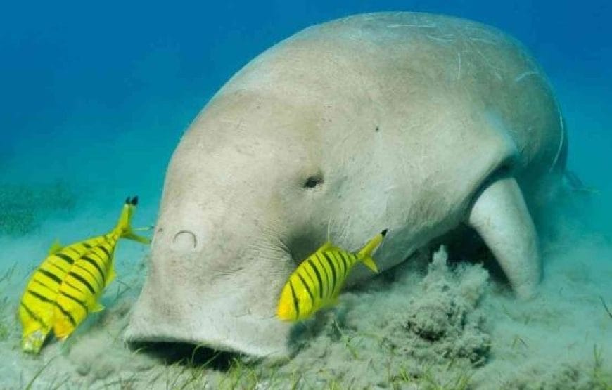 TORTUES!!! *Abu Dabbab*