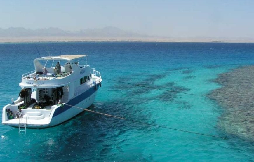 JOURNEE DAUPHINS EN MER *HAMATA*