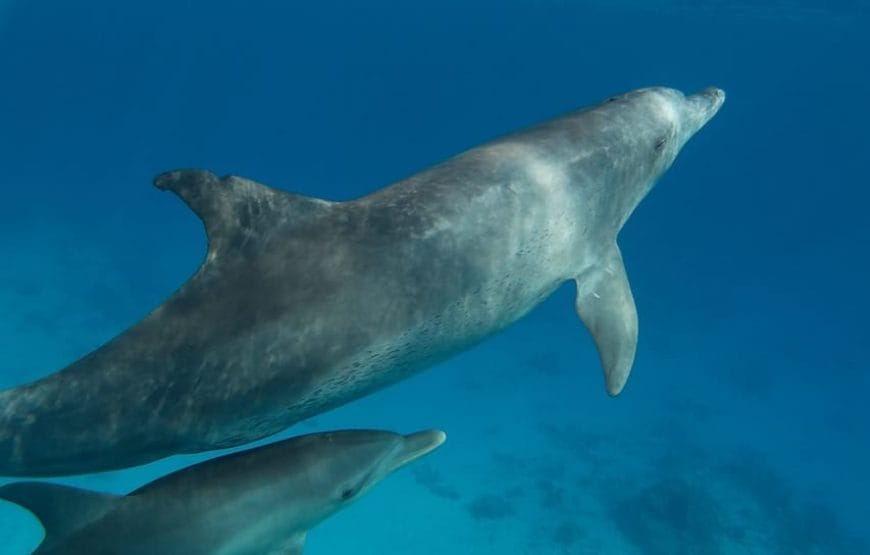 JOURNEE DAUPHINS EN MER *HAMATA*