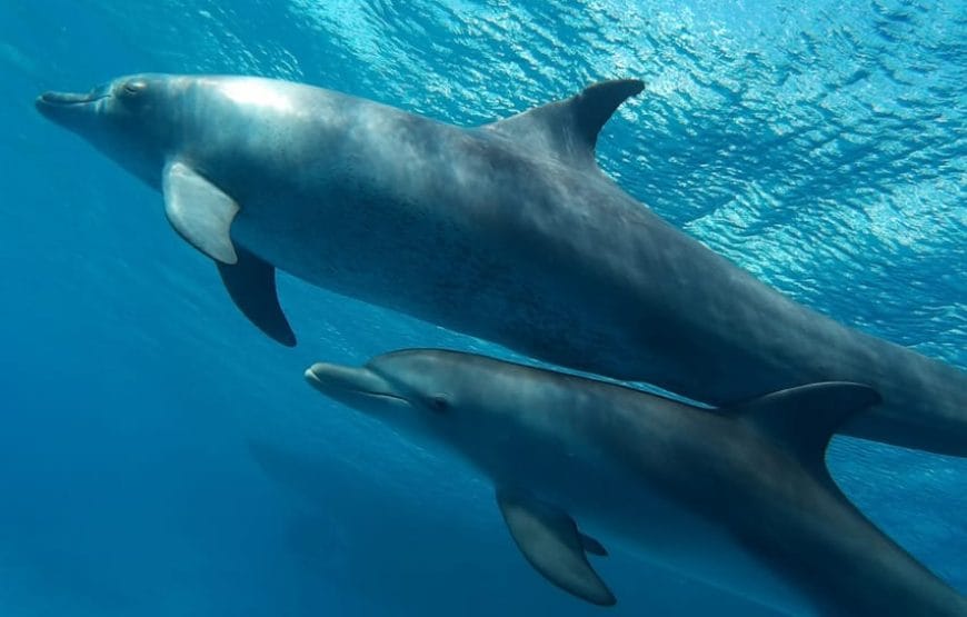 JOURNEE DAUPHINS EN MER *HAMATA*