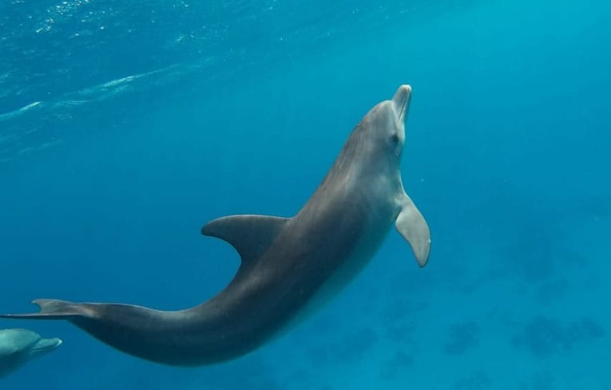 JOURNEE DAUPHINS EN MER *HAMATA*