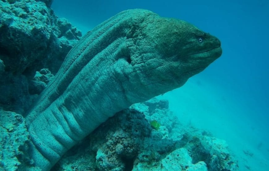 JOURNEE DAUPHINS EN MER *HAMATA*