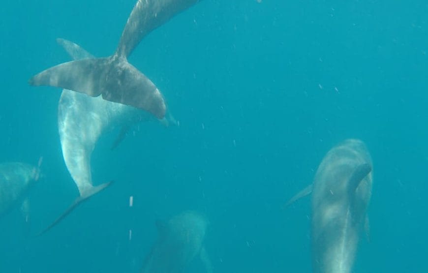 JOURNEE DAUPHINS EN MER *HAMATA*