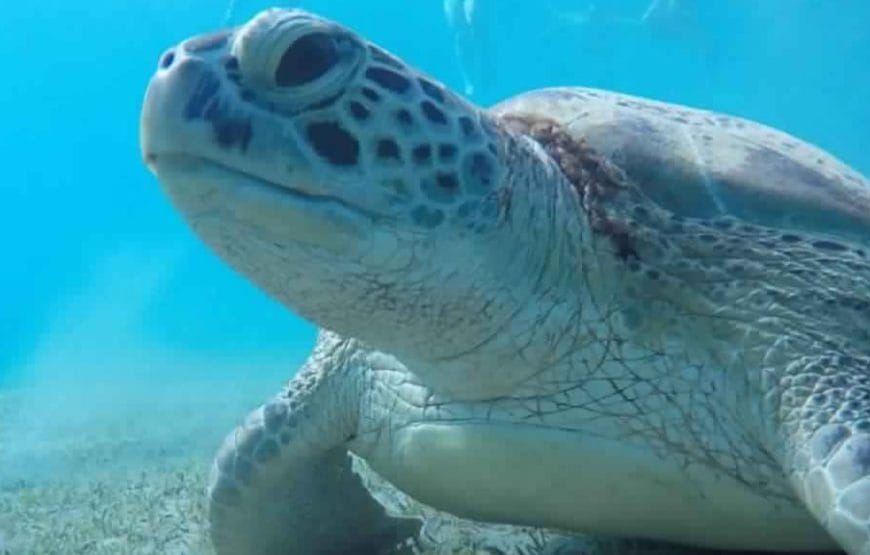 JOURNEE  Abu Dabbab  A PARTIR DE *MARSA ALAAM*