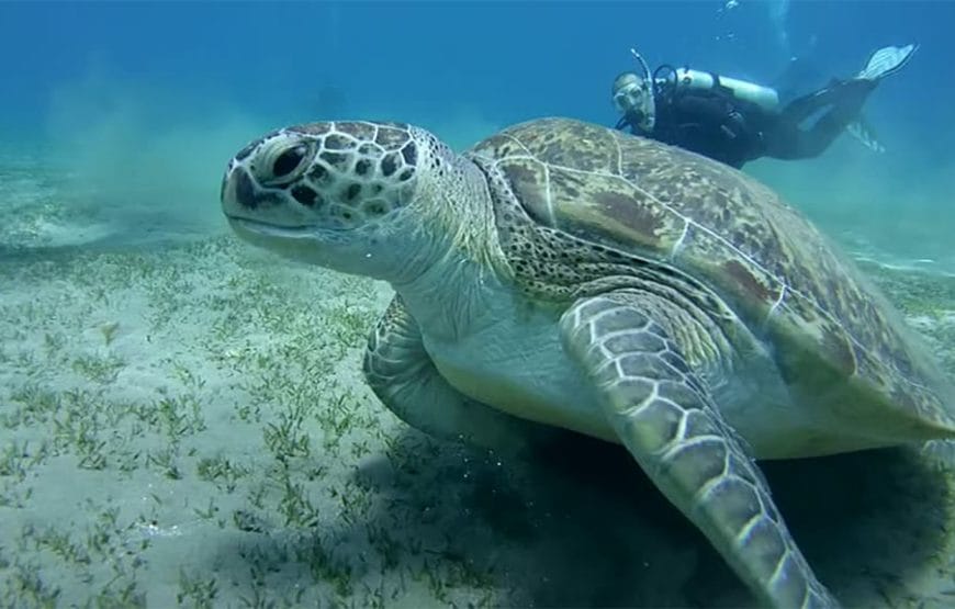 JOURNEE  Abu Dabbab  A PARTIR DE *MARSA ALAAM*