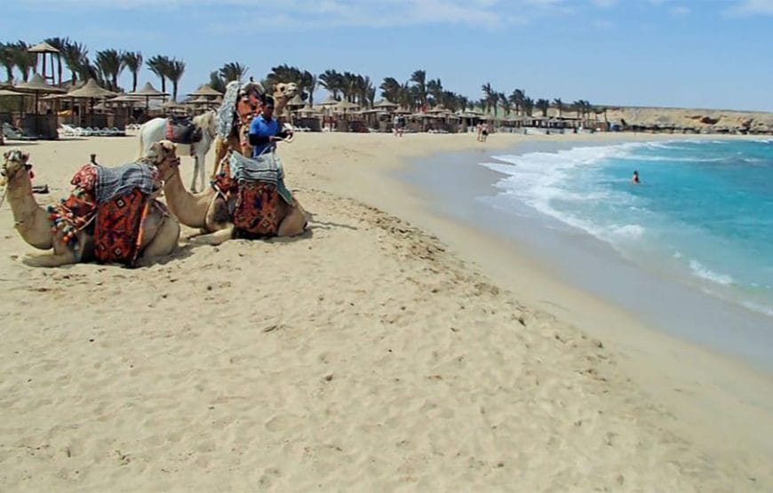 JOURNEE  Abu Dabbab  A PARTIR DE *MARSA ALAAM*