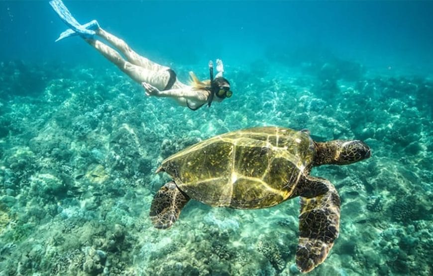 JOURNEE  Abu Dabbab  A PARTIR DE *MARSA ALAAM*