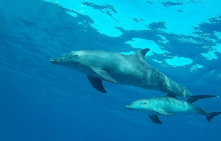 A LA RECHERCHE DES DAUPHINS!!!!