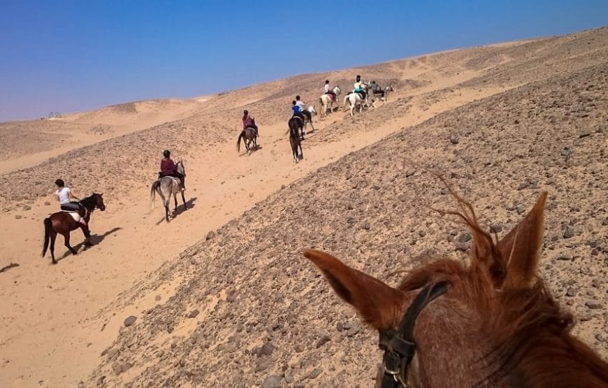 CHEVAL!!! BALADE+DINNER+SHOW