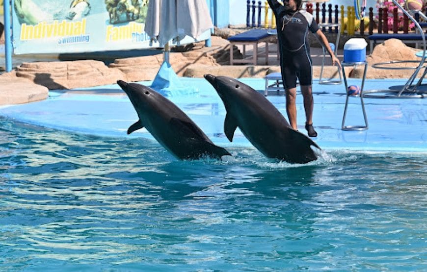 Spectacle des dauphins