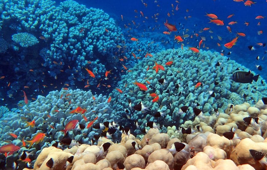 JOURNEE DAUPHINS EN MER *HAMATA*