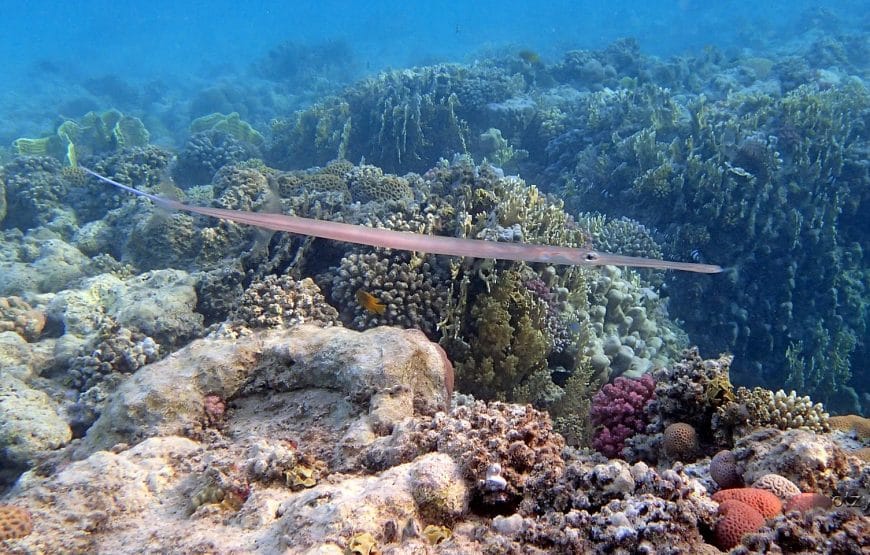 TORTUES!!! *Abu Dabbab*