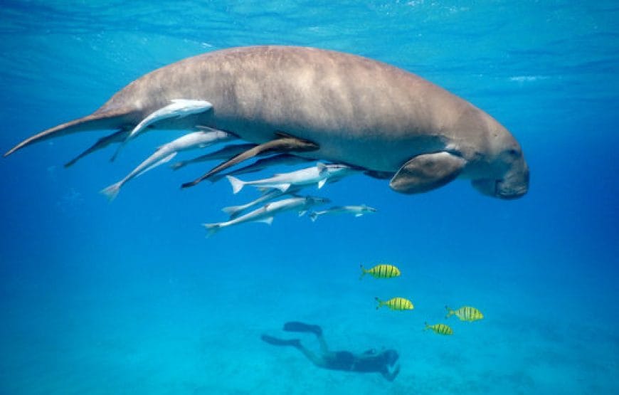 Plongée en apnée à *Marsa Mubarak*