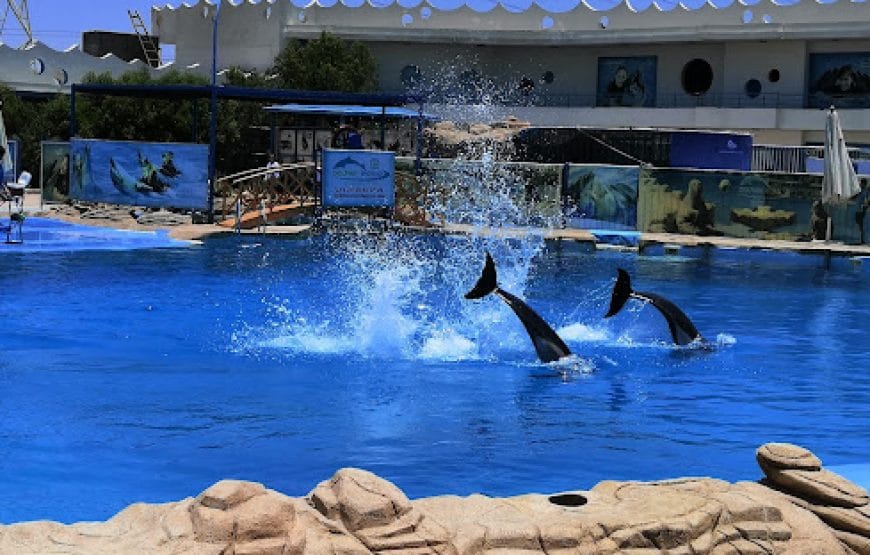 Spectacle des dauphins