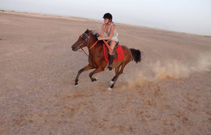 CHEVAL!!! BALADE+DINNER+SHOW