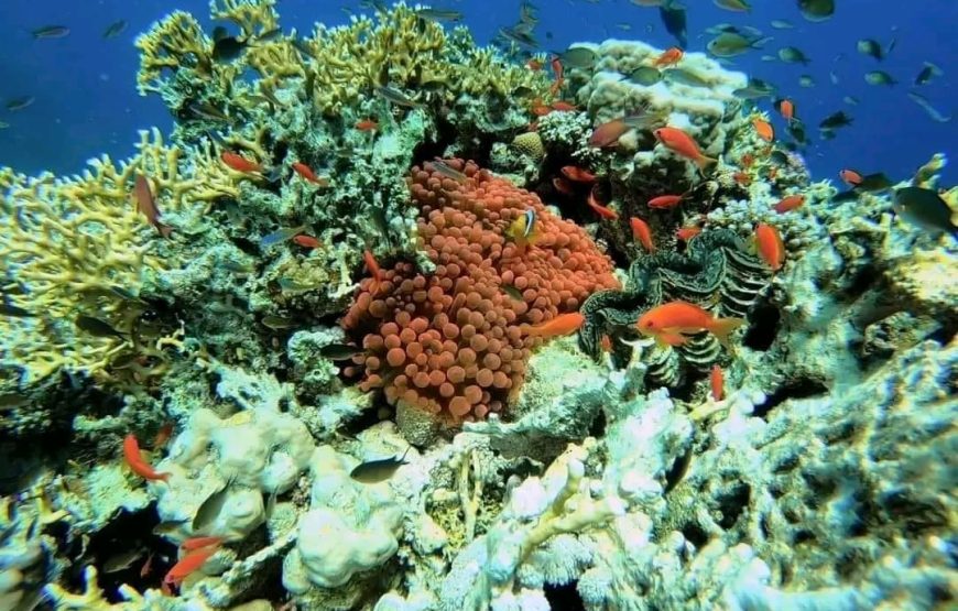 TORTUES!!! *Abu Dabbab*