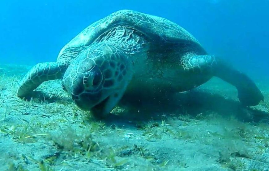 TORTUES!!! *Abu Dabbab*