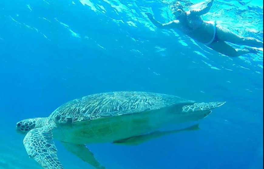 TORTUES!!! *Abu Dabbab*