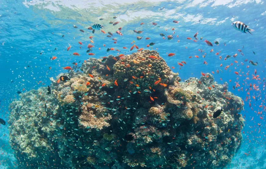 A LA RECHERCHE DES DAUPHINS!!!!