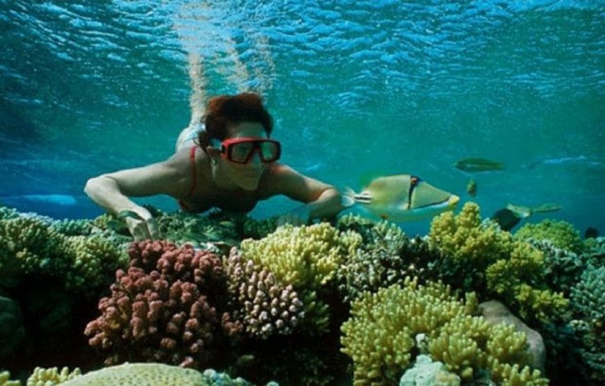 A LA RECHERCHE DES DAUPHINS!!!!