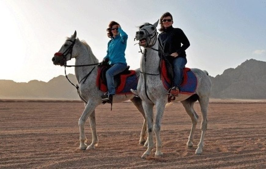 CHEVAL!!! BALADE+DINNER+SHOW