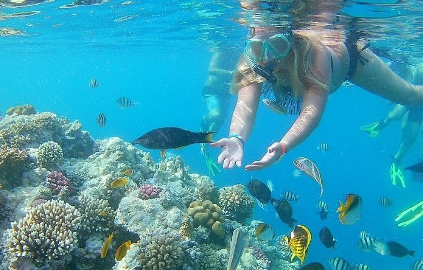 SNORKELLING Au  baie de *Sharm el Naga*