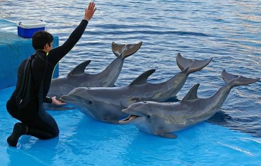 Spectacle des dauphins