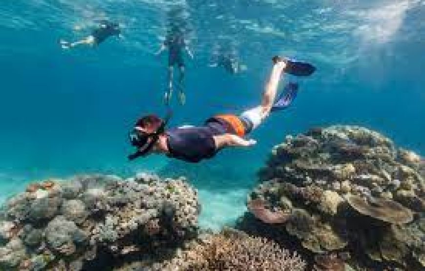 A LA RECHERCHE DES DAUPHINS!!!!