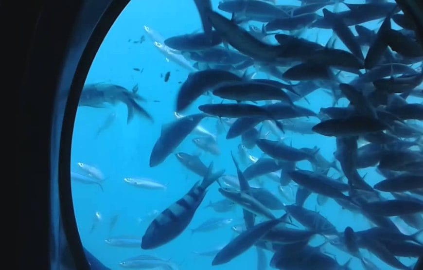 SORTIE Sous-marin Sindbad