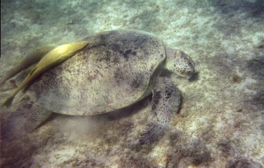 Plongée en apnée à *Marsa Mubarak*