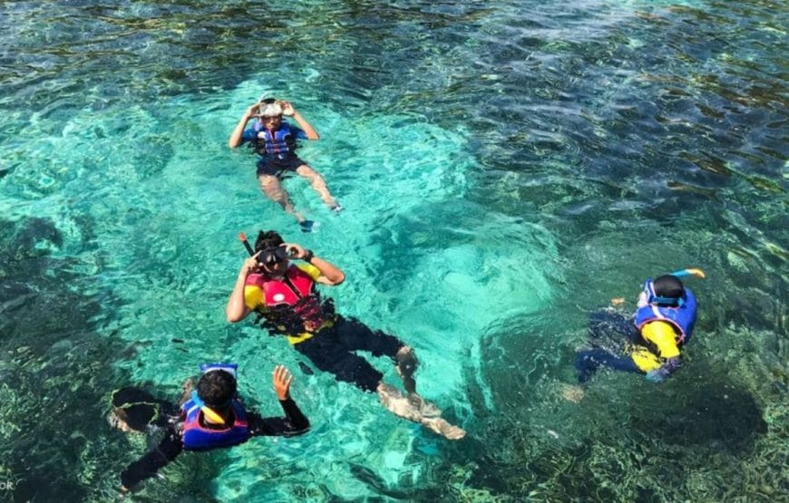 JOURNEE DAUPHINS EN MER *HAMATA*