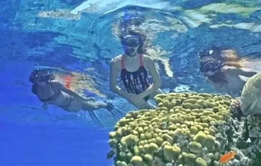 A LA RECHERCHE DES DAUPHINS!!!!