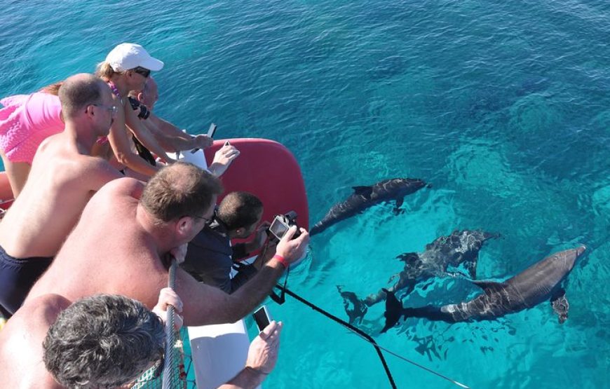 OCEAN DIVA*CATAMARAN* Sailing Tours (DOLPHIN HOUSE).