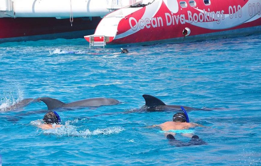 OCEAN DIVA*CATAMARAN* Sailing Tours (DOLPHIN HOUSE).