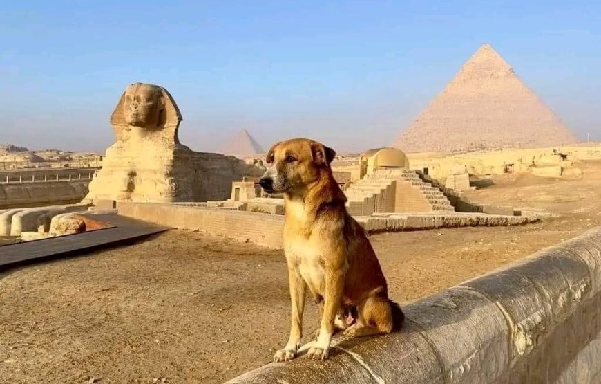 LE CAIRE; FORMULE BUS!!!