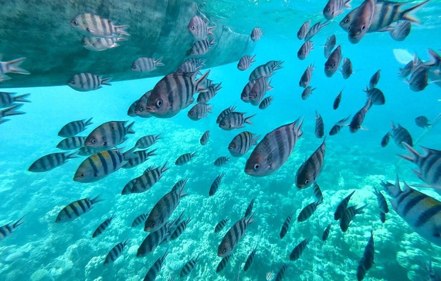 OCEAN DIVA*CATAMARAN* Sailing Tours (DOLPHIN HOUSE).