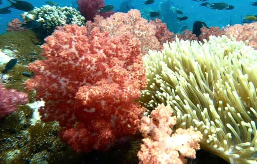 A LA RECHERCHE DES DAUPHINS!!!!