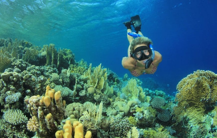 A LA RECHERCHE DES DAUPHINS!!!!