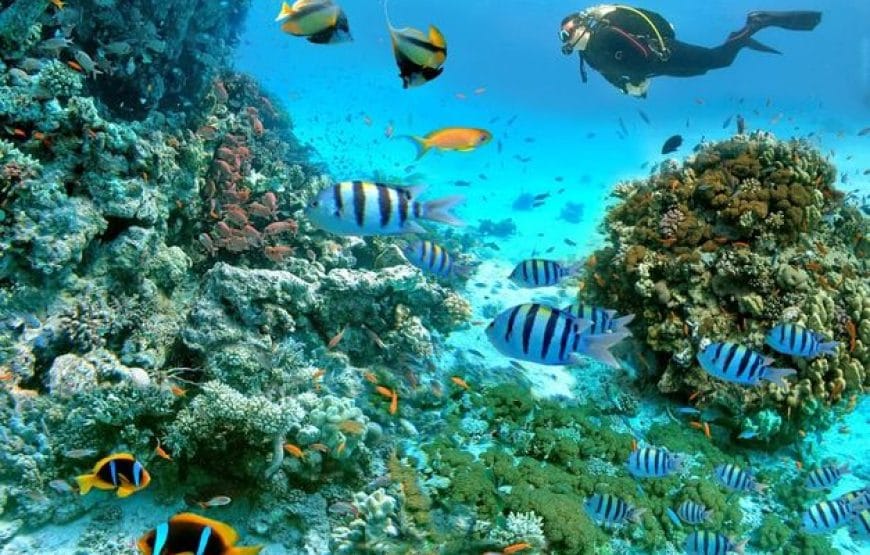 Journée entiere à *Paradise Island*