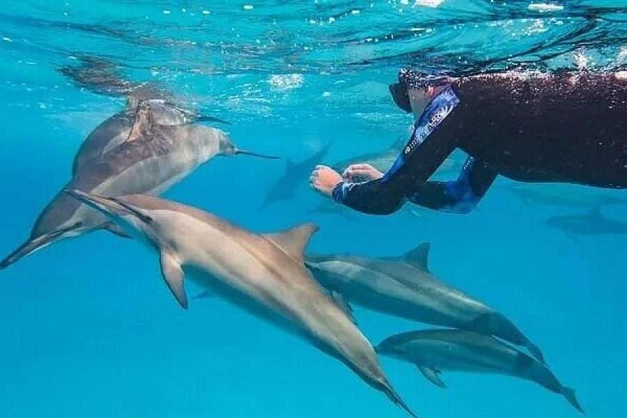 maison des dauphins -*Sha'ab Samadai*